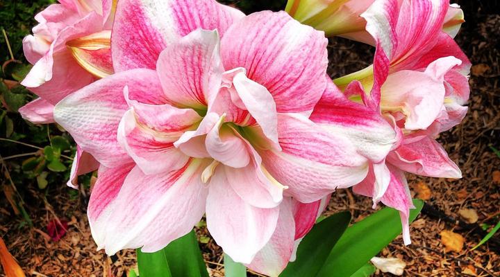 Duke's Place Nature Guesthouse