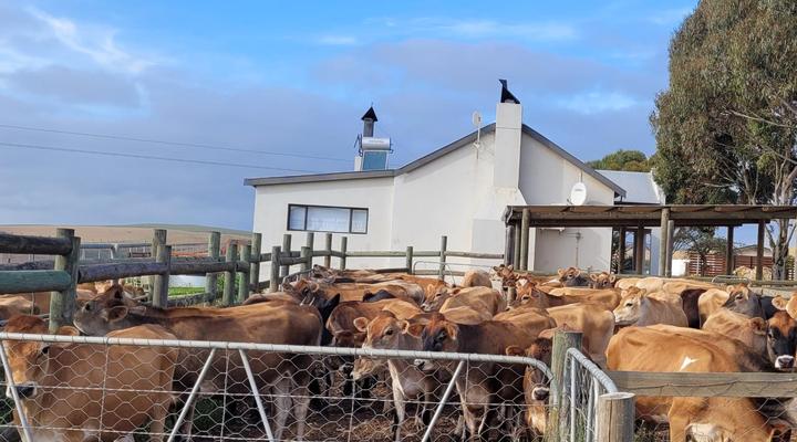 Melk Houte Bosch Guest Farm