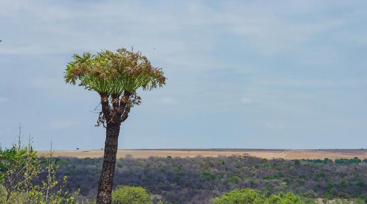 Cussonia Country Home