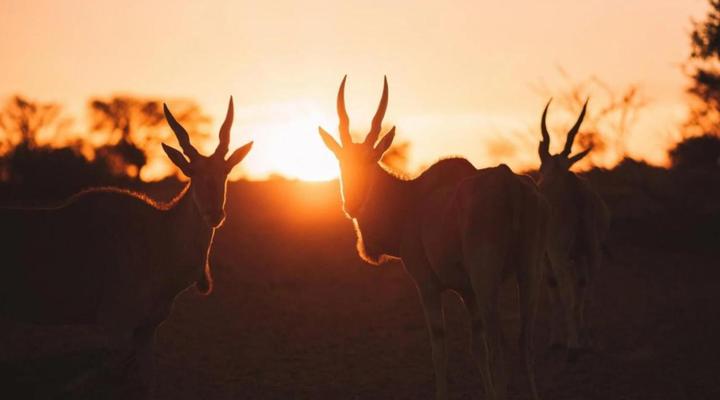 Kalahari Anib Lodge Camping2Go