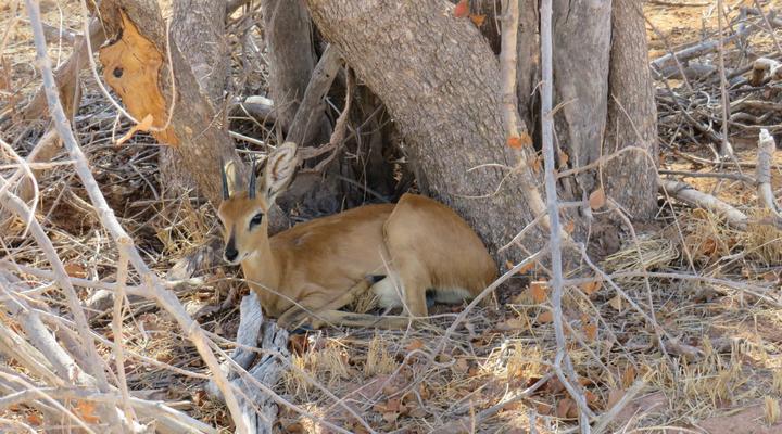 The Baobab Bush Lodge
