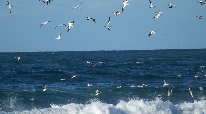 Big Fish Seaside Cottage. Sleeps 10