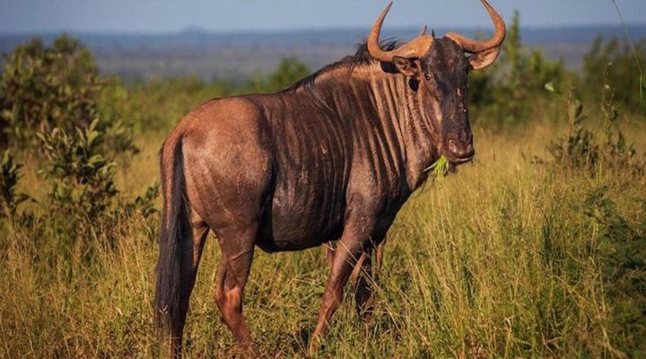 Camping Through Kruger Tour
