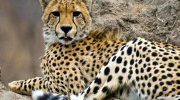 Camping Through Kruger Tour