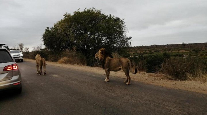 Camping Through Kruger Tour