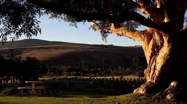 Blue Gum Country Estate