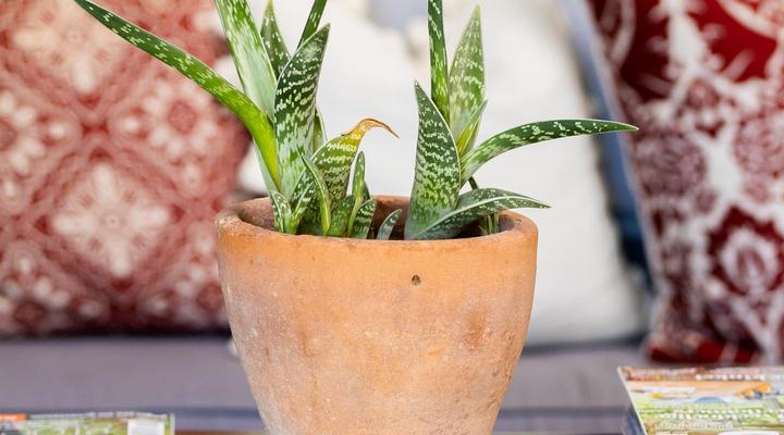 The Merino Guest House