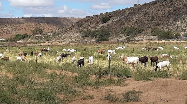 Prinspoort Klein Karoo Stay