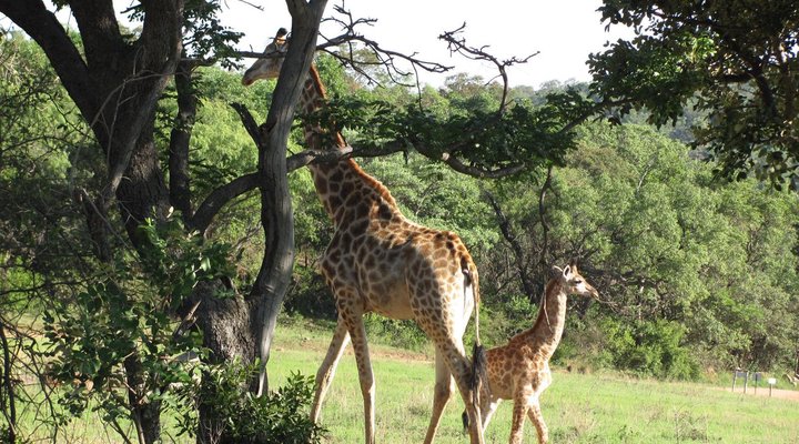 La Barune Game Lodge