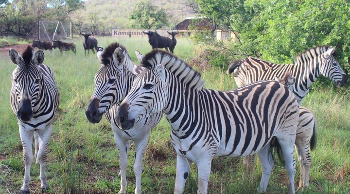La Barune Game Lodge