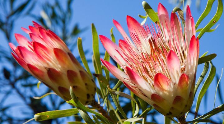 Fynbos Ridge Country House & Cottages