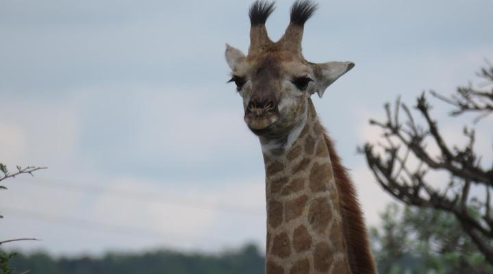 Bateleur Nature Reserve
