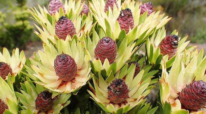 Kleinrivier Mountain Escapes