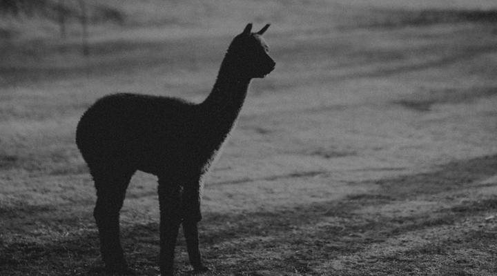 Ambers & Grace Guest Farm