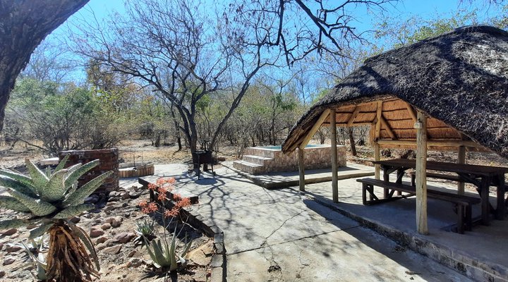 Bush Beach Olifant