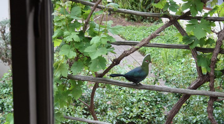 Cloverleigh Cottages