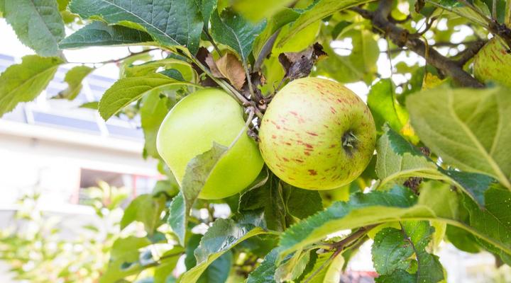 The Browns' Luxury Guest Suites