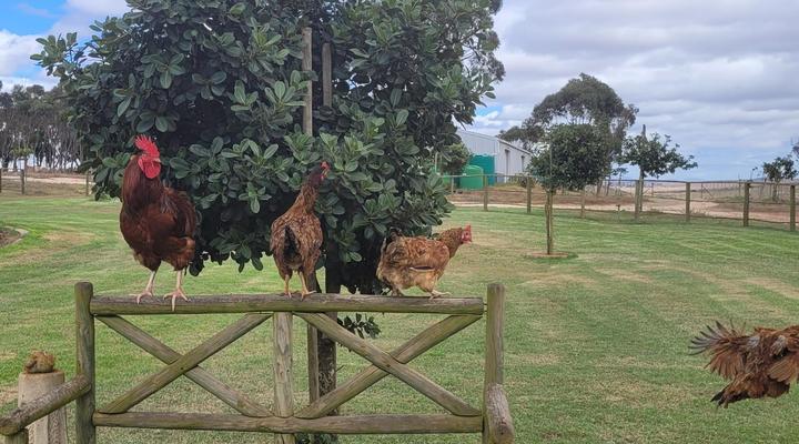 Melk Houte Bosch Guest Farm