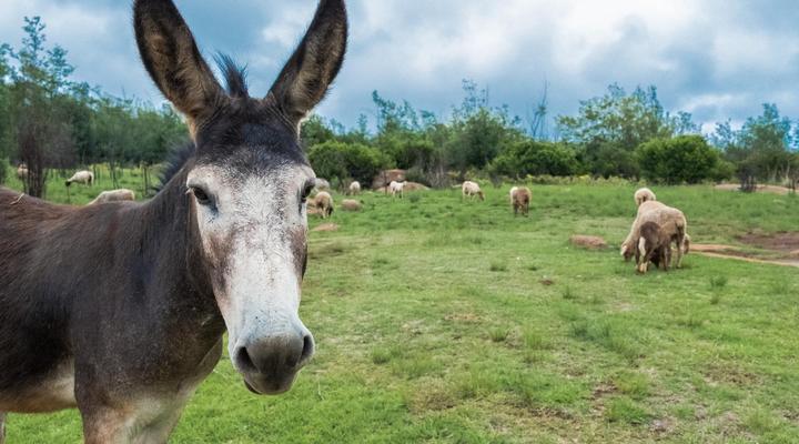 Riverman Cabin Country Lodge - Tonteldoos