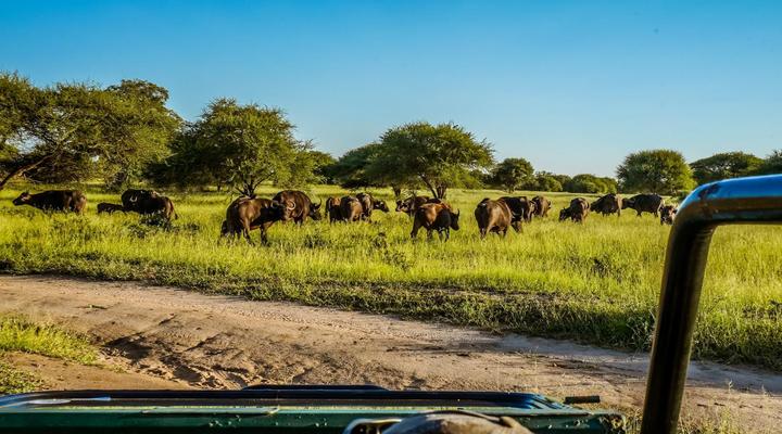 AfriCamps at Mackers