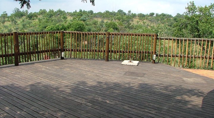 Koorsboom @ Kukama Camp, Mabalingwe