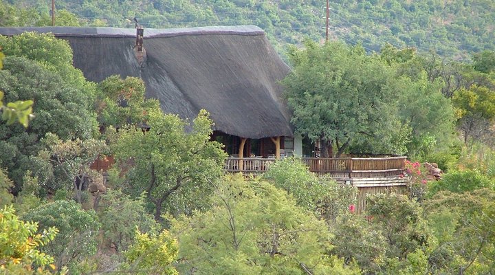 Koorsboom @ Kukama Camp, Mabalingwe