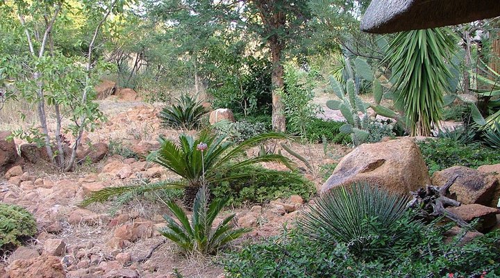 Koorsboom @ Kukama Camp, Mabalingwe