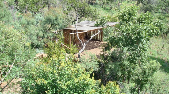 Koorsboom @ Kukama Camp, Mabalingwe