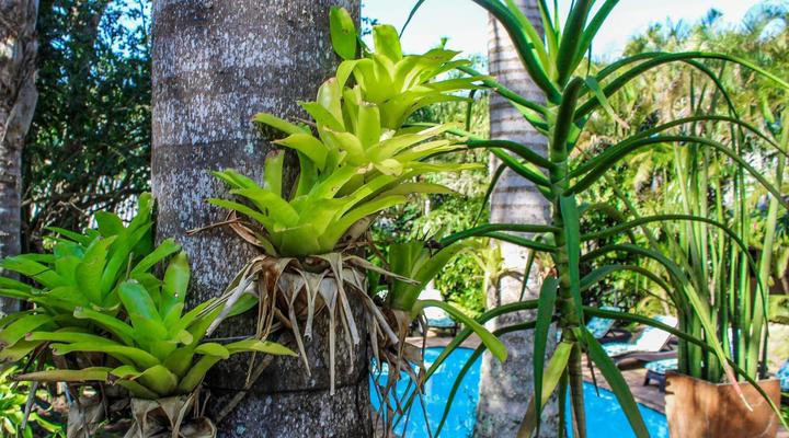 Lidiko Lodge - St Lucia