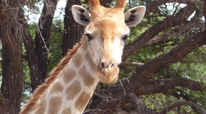 Gamagara Africa Private Nature Reserve