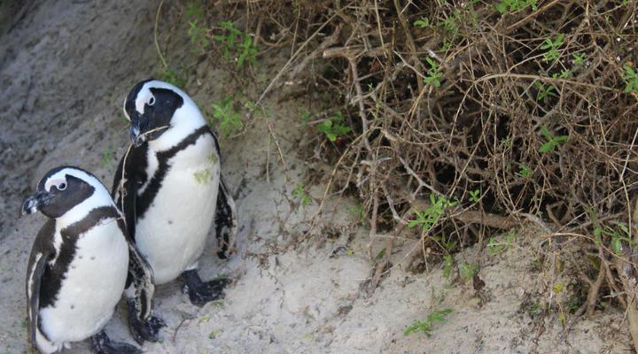 Boulders Beach House