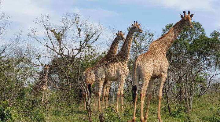 Bushwillow Collection