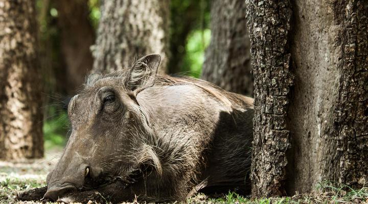 Bushwillow Collection