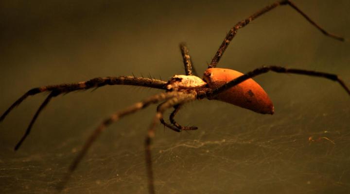 Bushwillow Collection