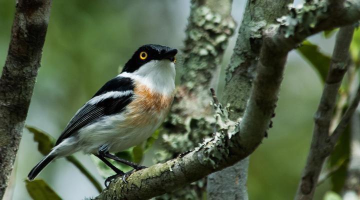 Bushwillow Collection