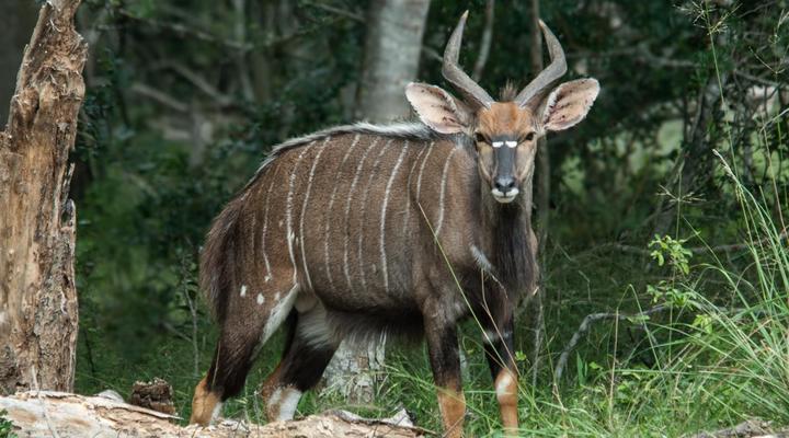 Bushwillow Collection