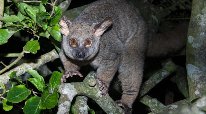 Bushwillow Collection