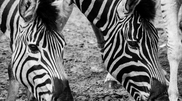 Bushwillow Collection