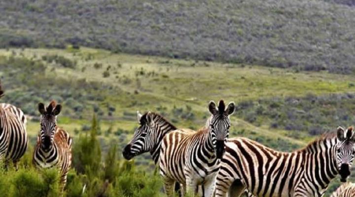 Mountain Pastures Lodge