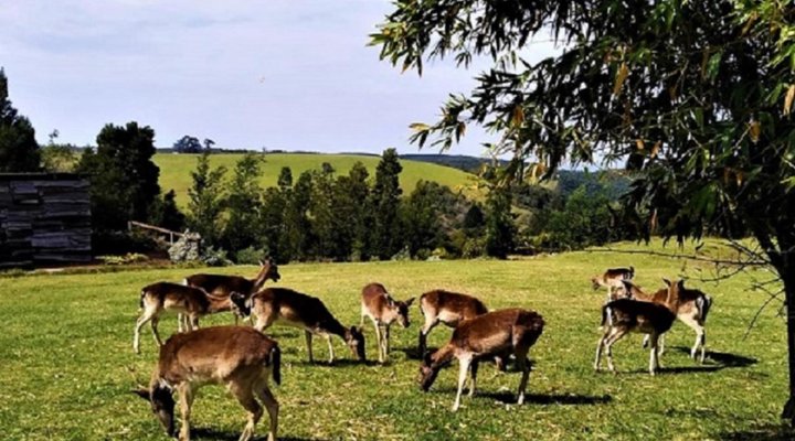 Green Hills Forest Lodge