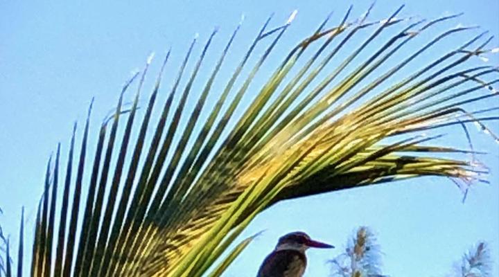 COCOtree Beach House