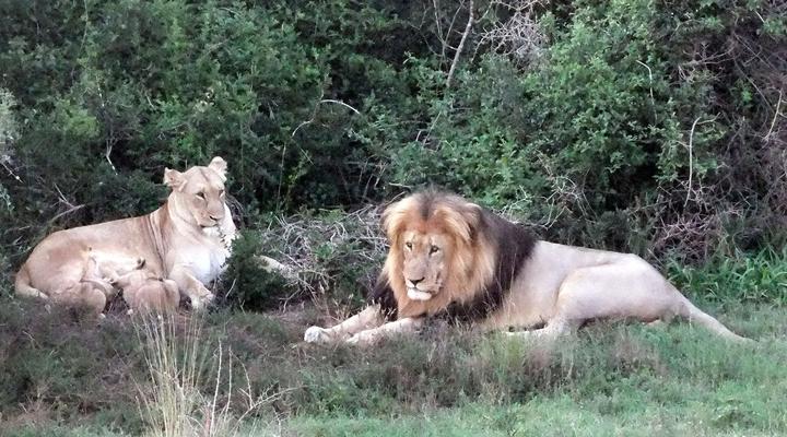 Addo Riverbank on Sundays -2 Night Safari Package