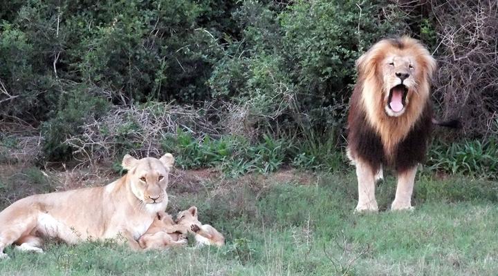 Addo Riverbank on Sundays -2 Night Safari Package