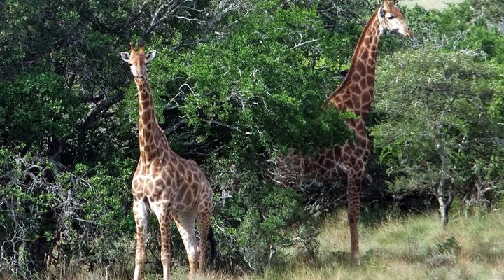 Addo Riverbank on Sundays -2 Night Safari Package