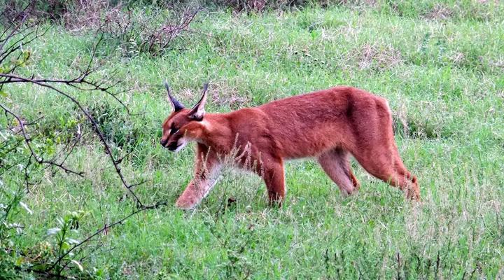 Addo Riverbank on Sundays -2 Night Safari Package