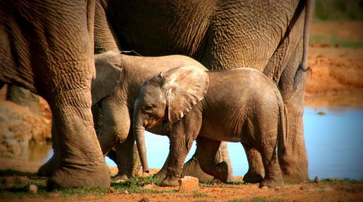 Addo Riverbank on Sundays -2 Night Safari Package