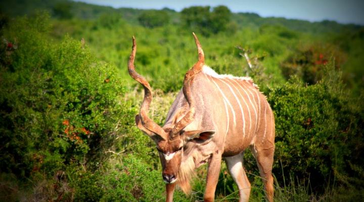 Addo Riverbank on Sundays -2 Night Safari Package