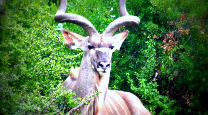 Addo Riverbank on Sundays -2 Night Safari Package