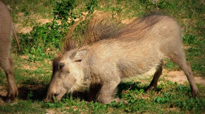 Addo Riverbank on Sundays -2 Night Safari Package