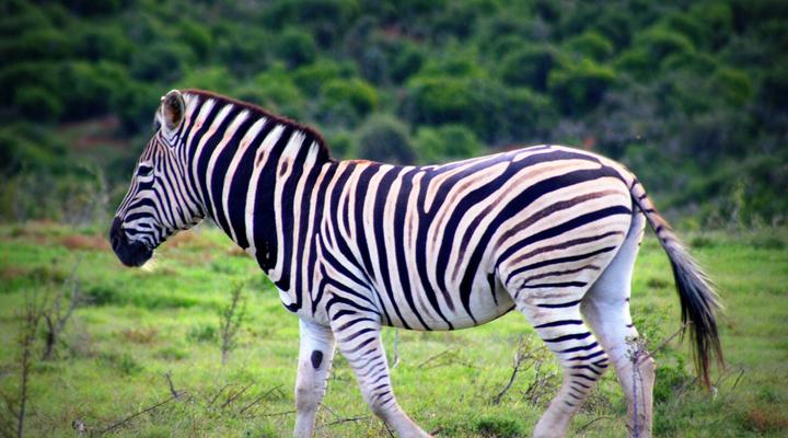 Addo Riverbank on Sundays -2 Night Safari Package